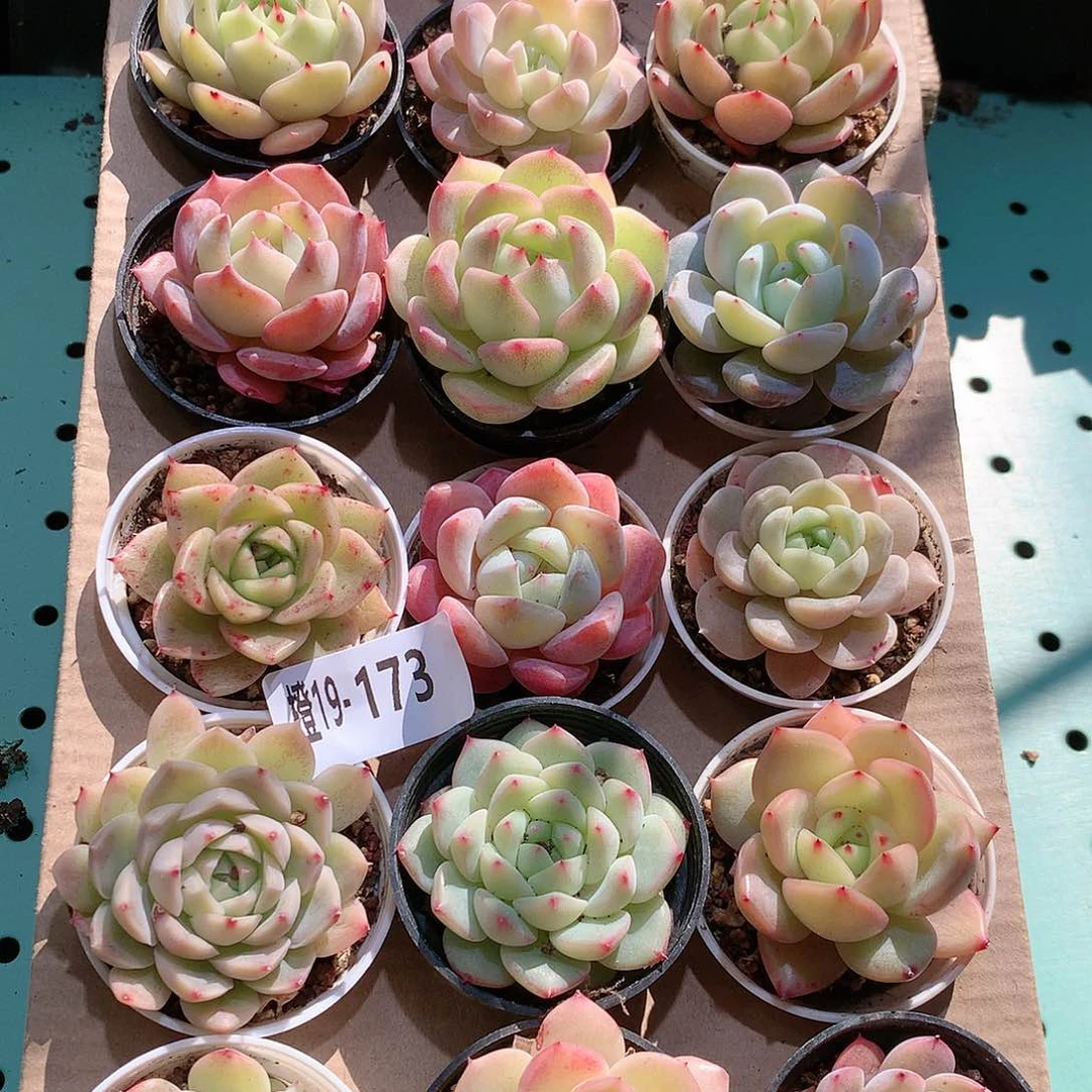 19-173一物一拍带盆18颗。