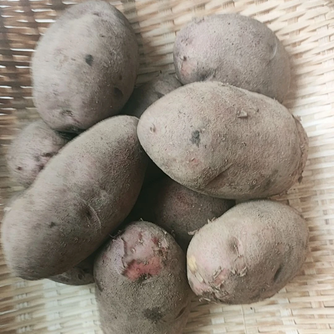 云南新鲜现挖红皮黄心开花土豆高原种植软糯绵密