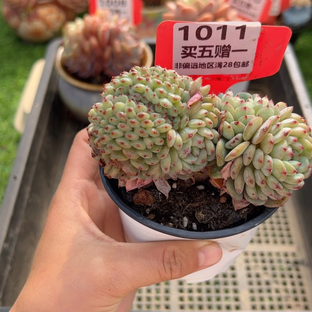 表妹精品多肉1011.