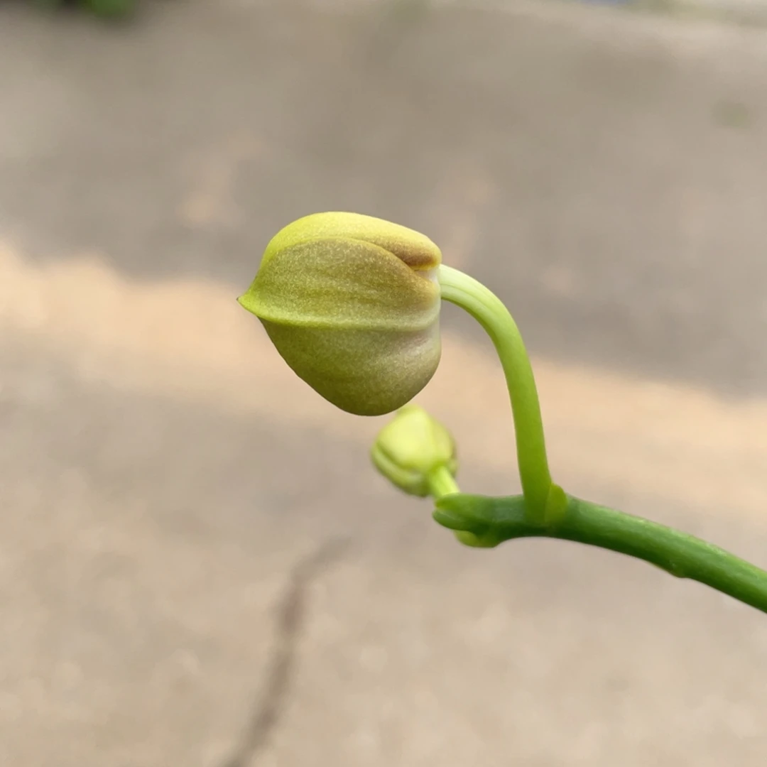 全部花苞swr22mt爪哇交品