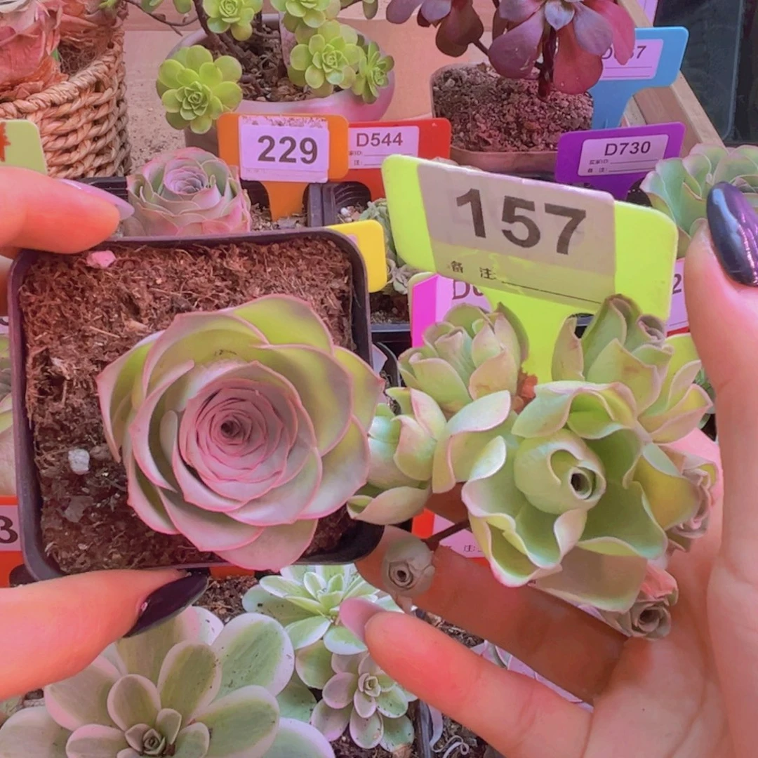 157山地玫瑰绿色