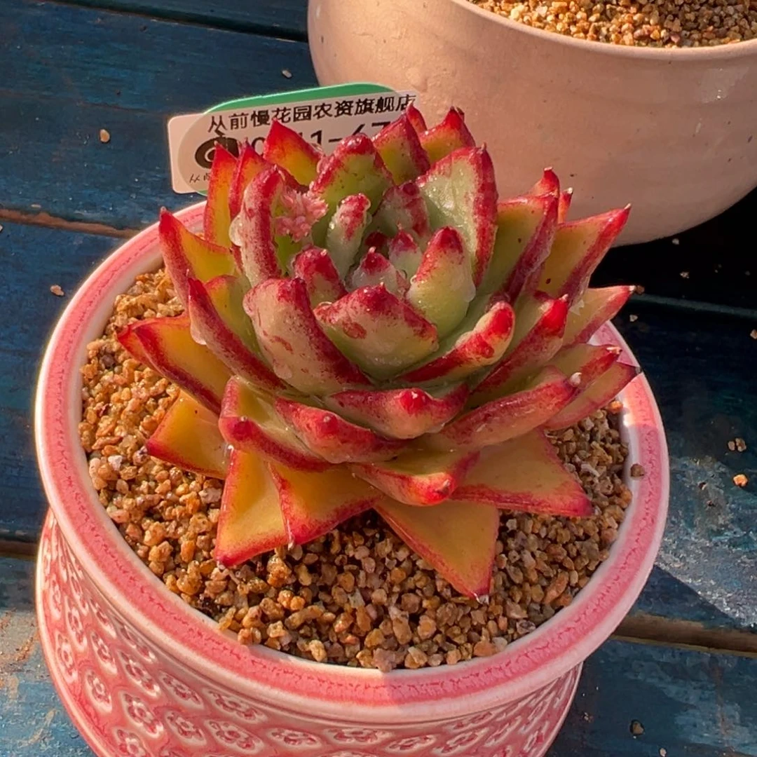 从前慢多肉精选编号0211.67