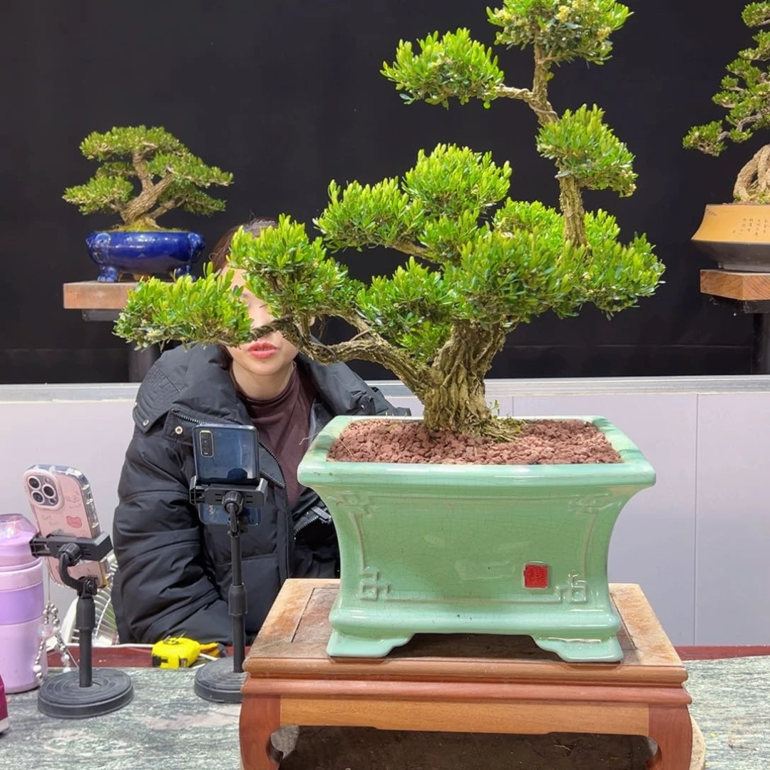 四季常青老桩黄杨盆景