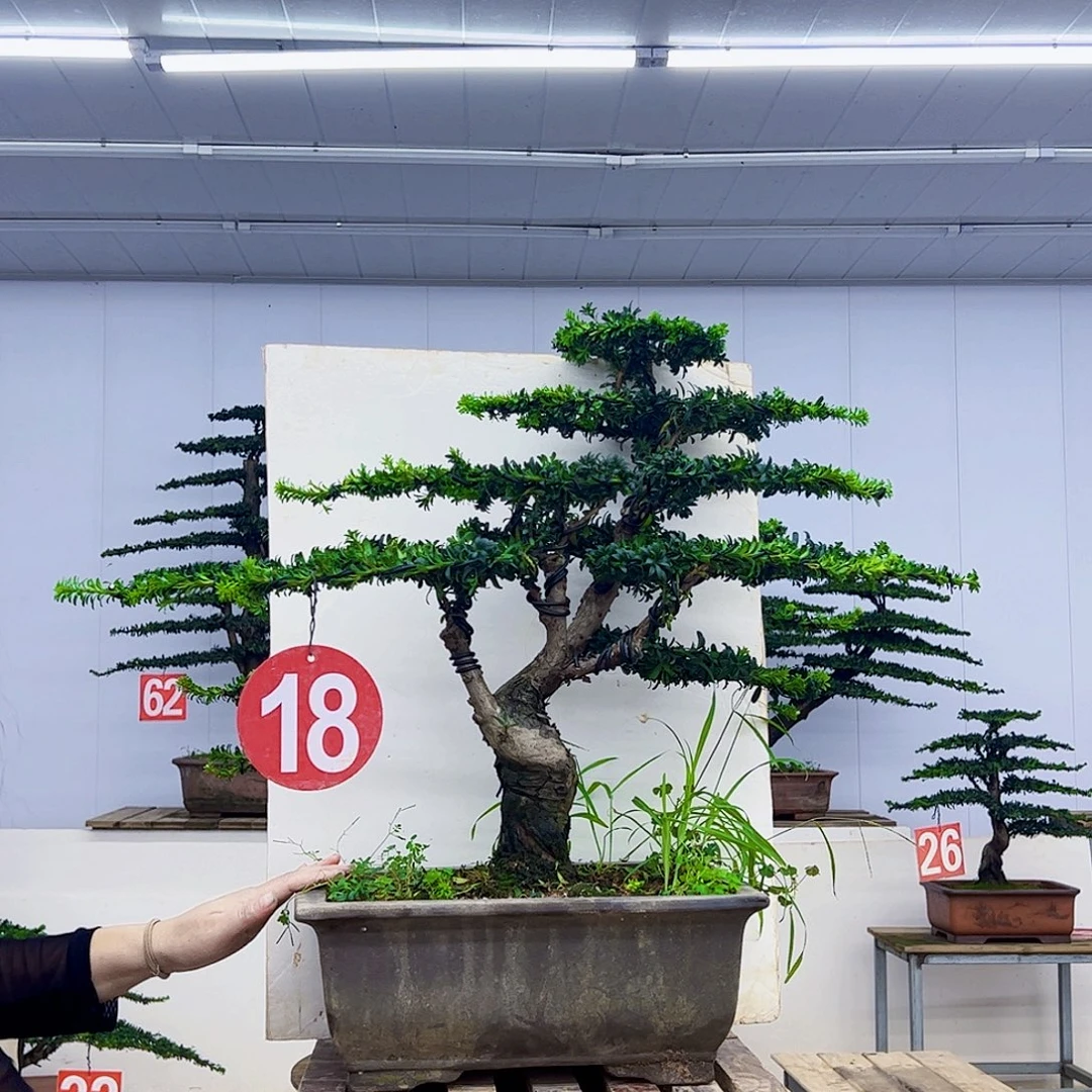 无花朵罗汉松盆景造型作品