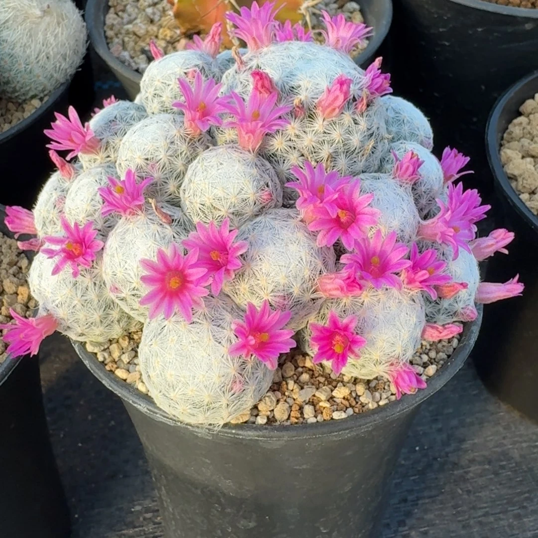 仙人球姬春星群生带盆发