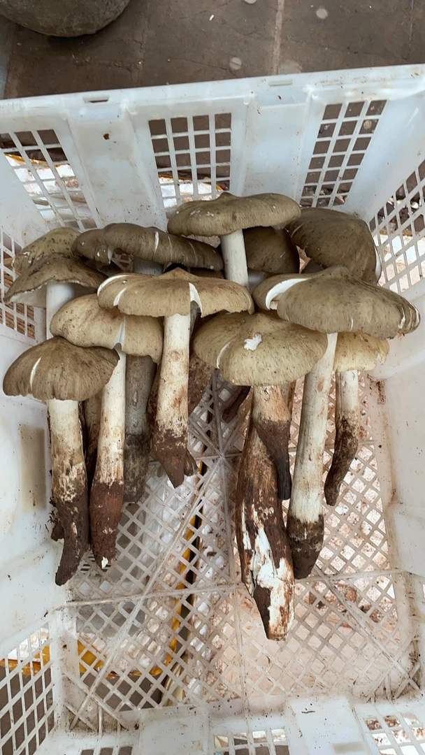 精选半开鸡枞野生斗鸡菇顺丰空运