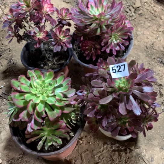 527法师多肉植物四颗组
