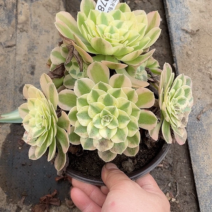 78玉资多肉植物法师