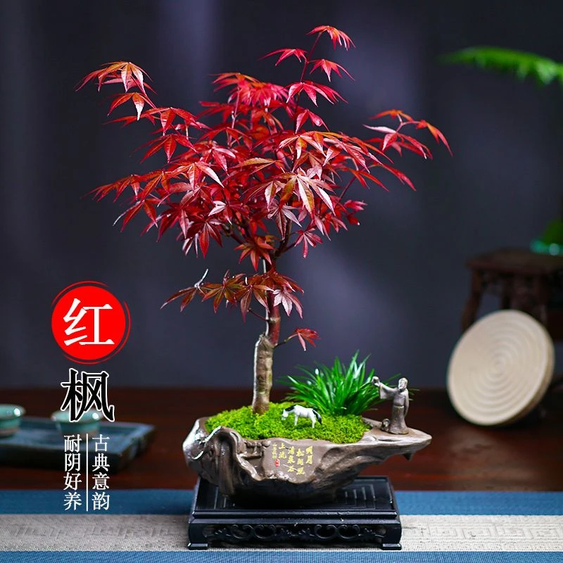 红枫造型创意盆景老桩树苗四季常青叶盆栽植物红舞姬室内好养美观