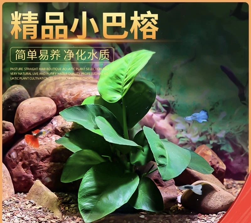 【直播福利】小巴榕水草 阴性净水水草 鱼缸造景首选