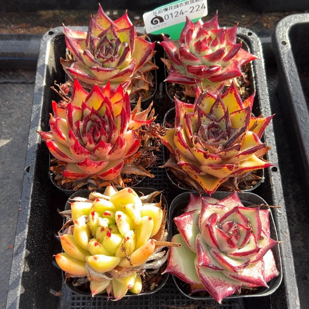 从前慢多肉精选编号0124.224