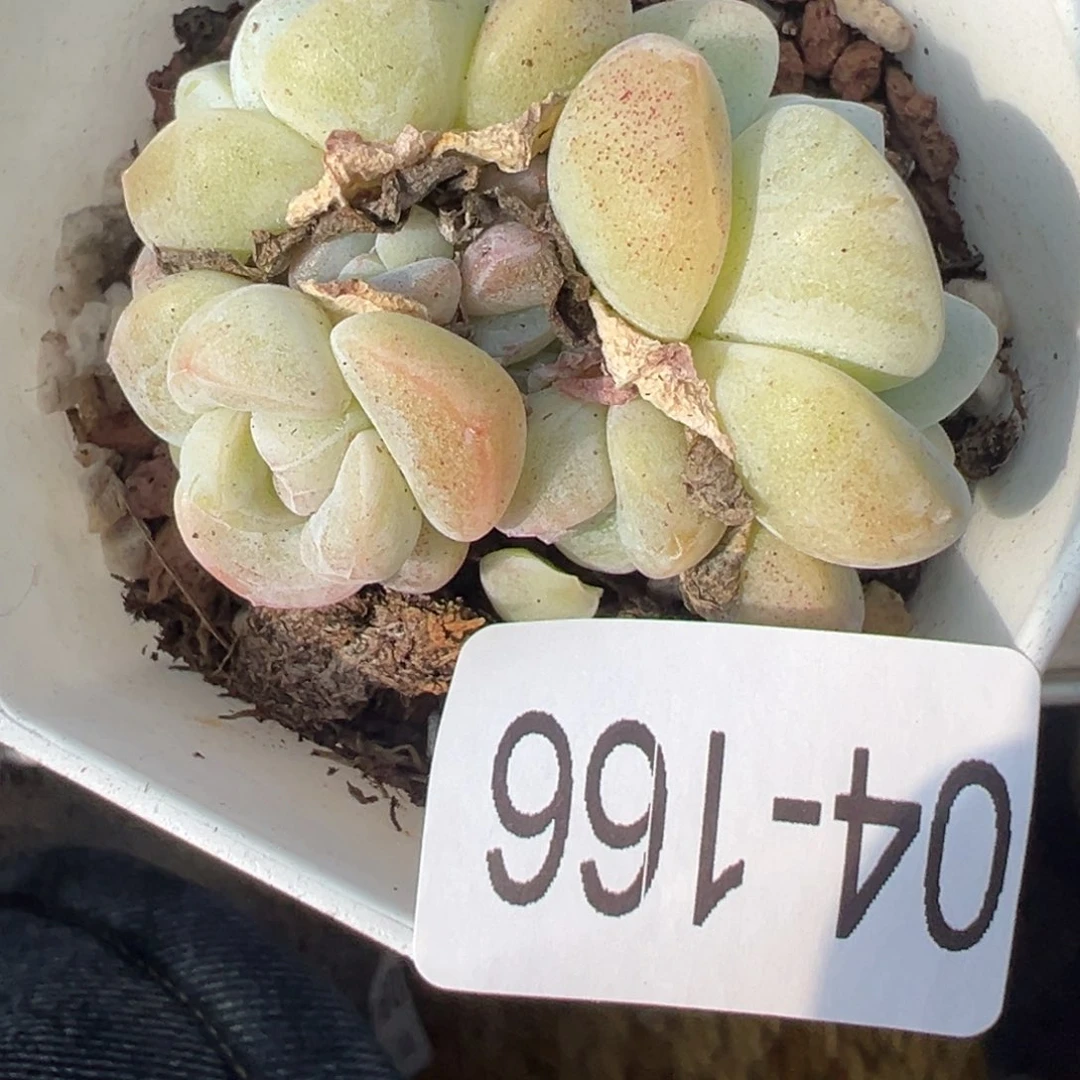 小卡拉米糖心一物一拍4-166