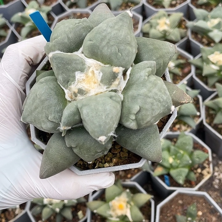 实生蛋怒福利9.5公分