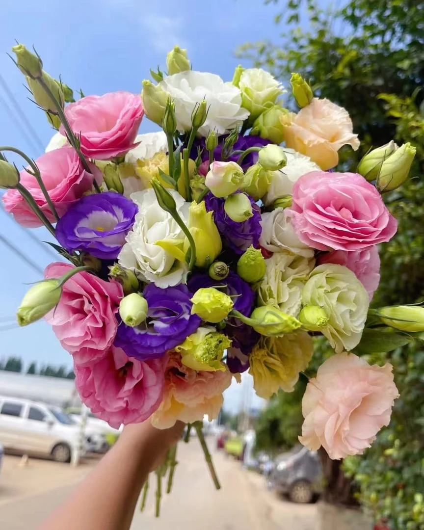 鲜花【三色混搭洋桔梗】同地址两单顺丰或京东送货上门+送配草1扎