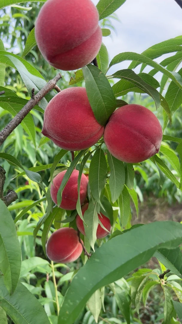 湖南澧县高山“脆蜜桃”新鲜采摘脆甜可口桃子现摘现发 坏果包赔