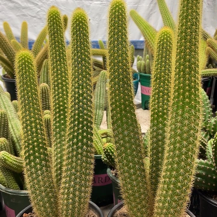 群生三头新品人鱼金妞