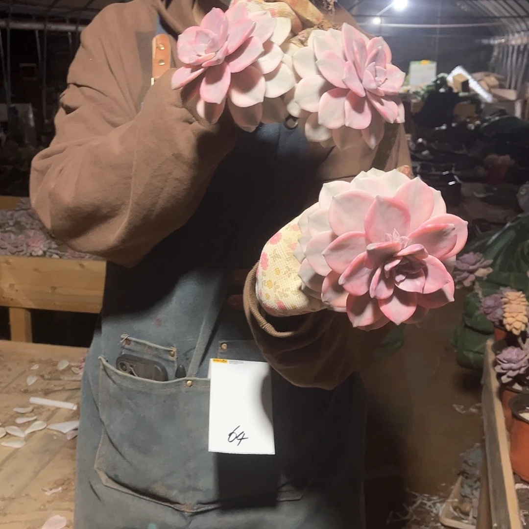 用****1多肉植物紫乐景64