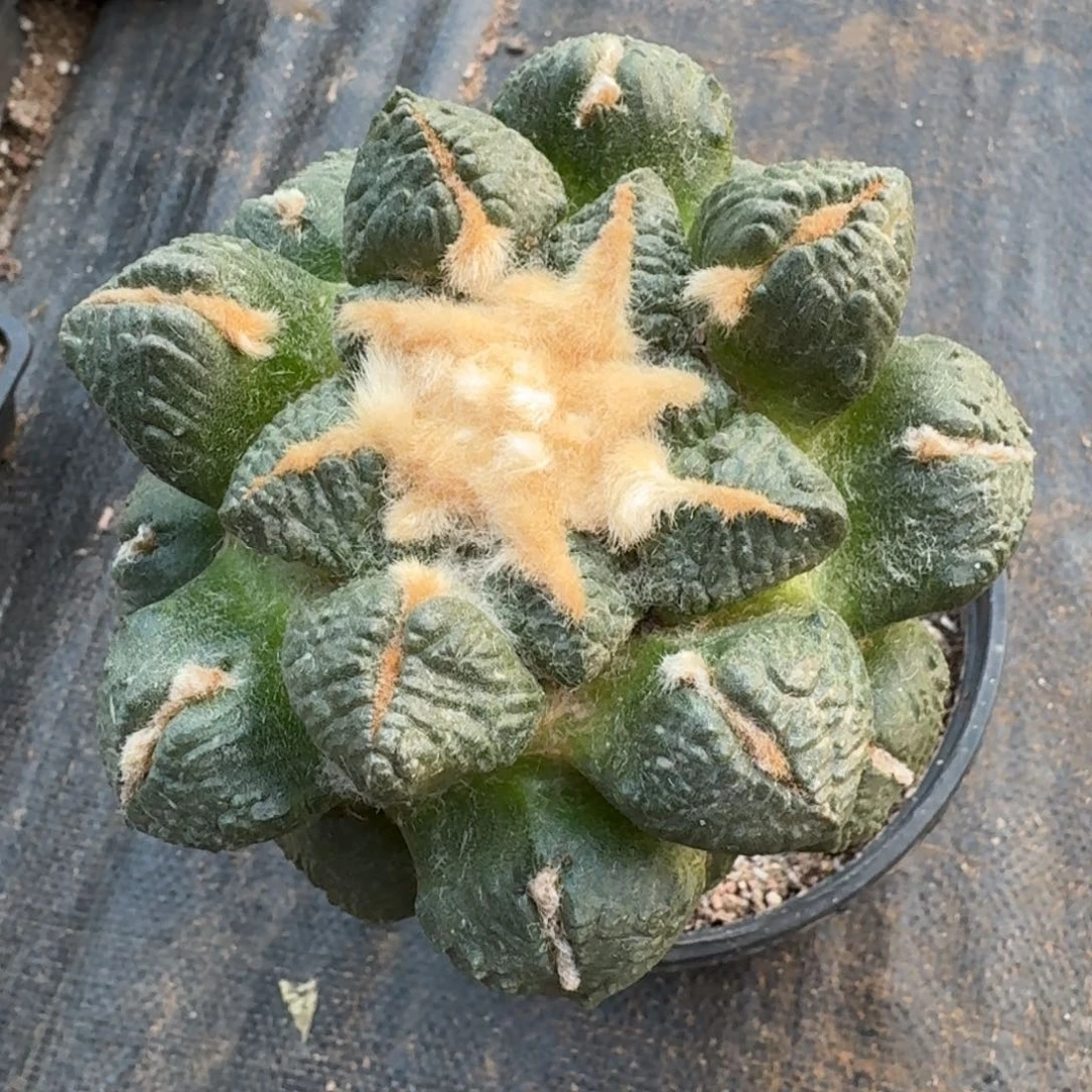 【闪购商品】11公分象肌连山