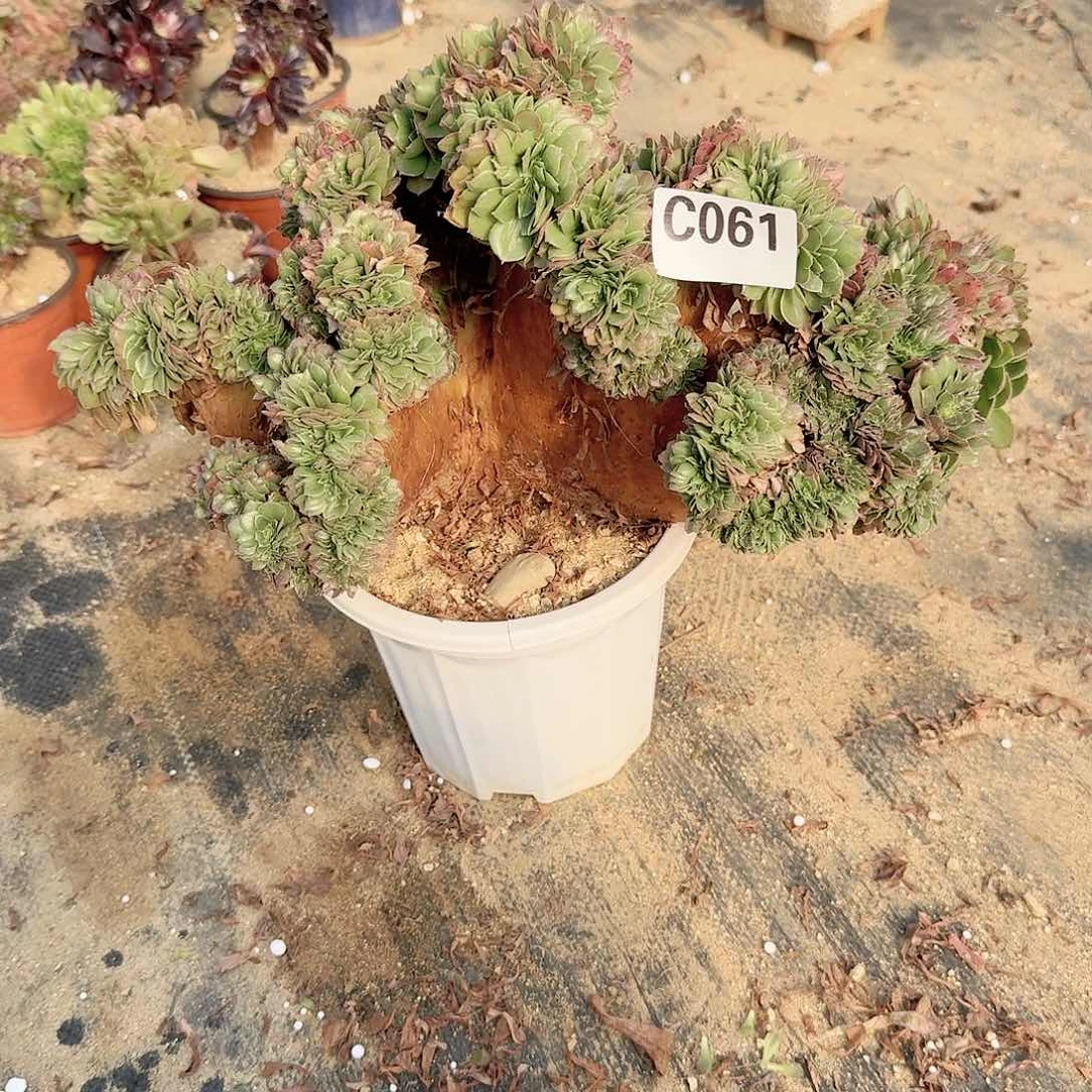 061万缀一颗呀有伤