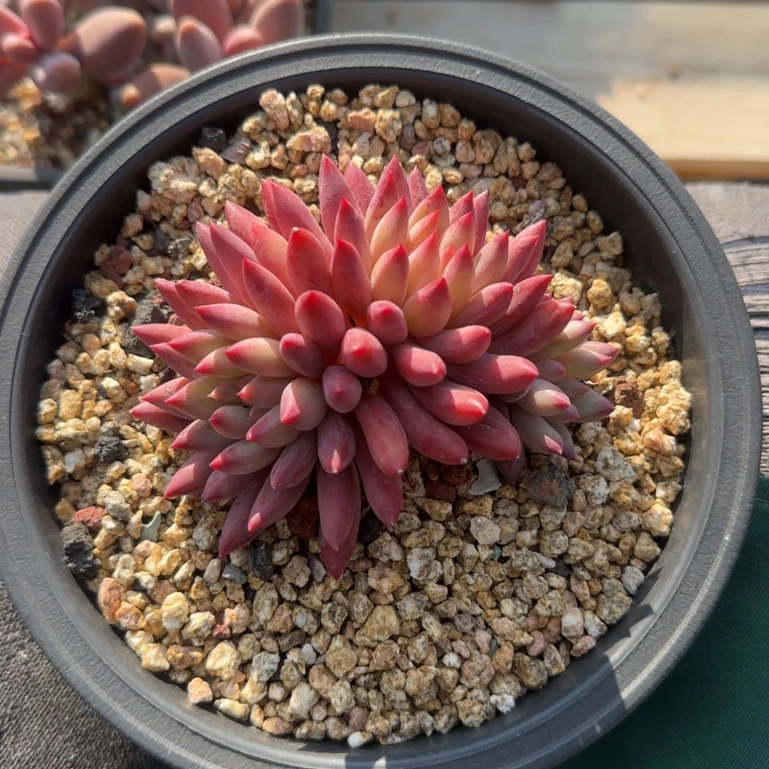 羽毛纹虞美人群生五十包邮老桩