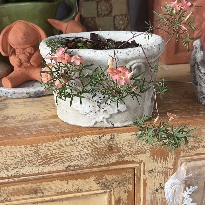 许纯的花房 椭圆 小盆 微瑕