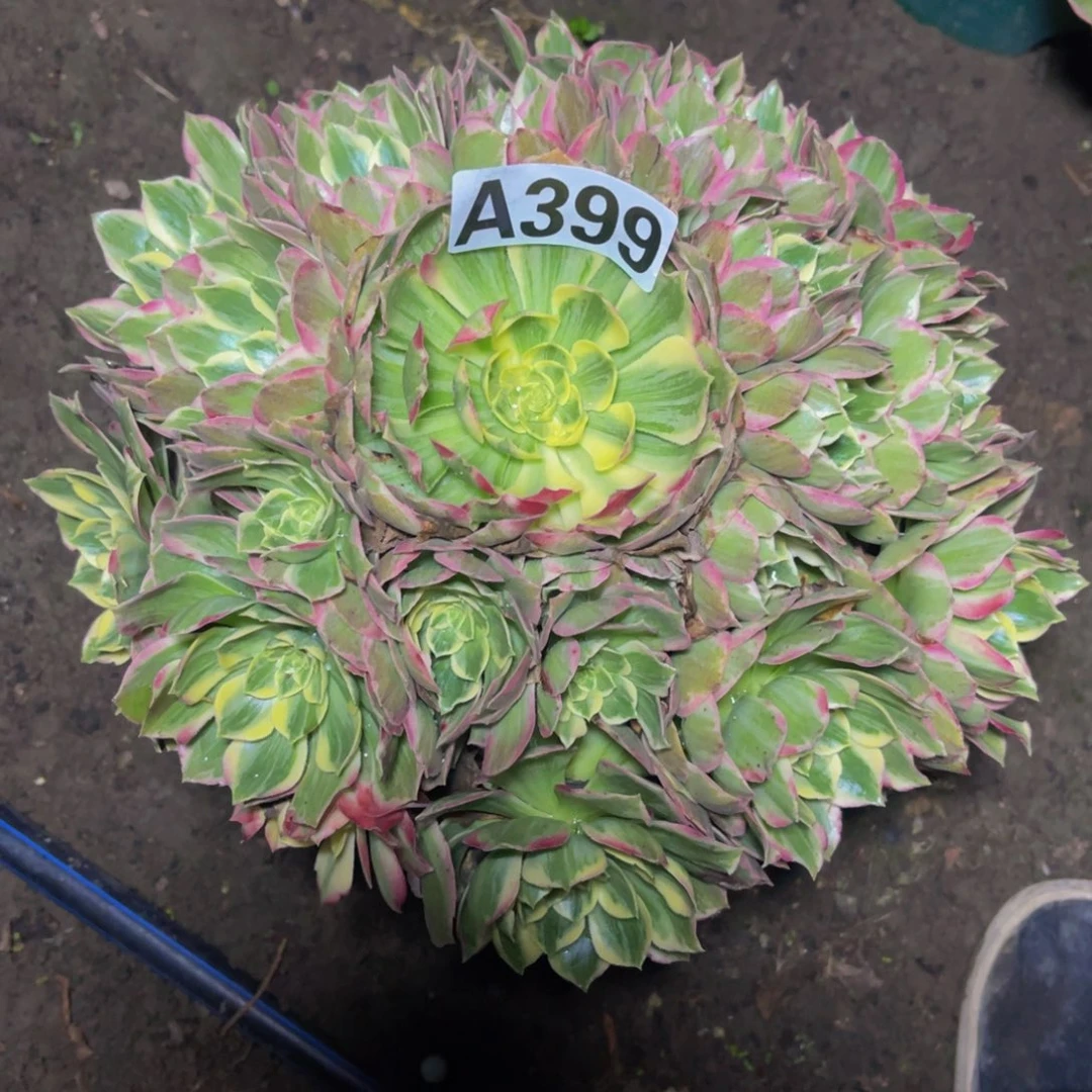 水蜜桃法师26///17包邮