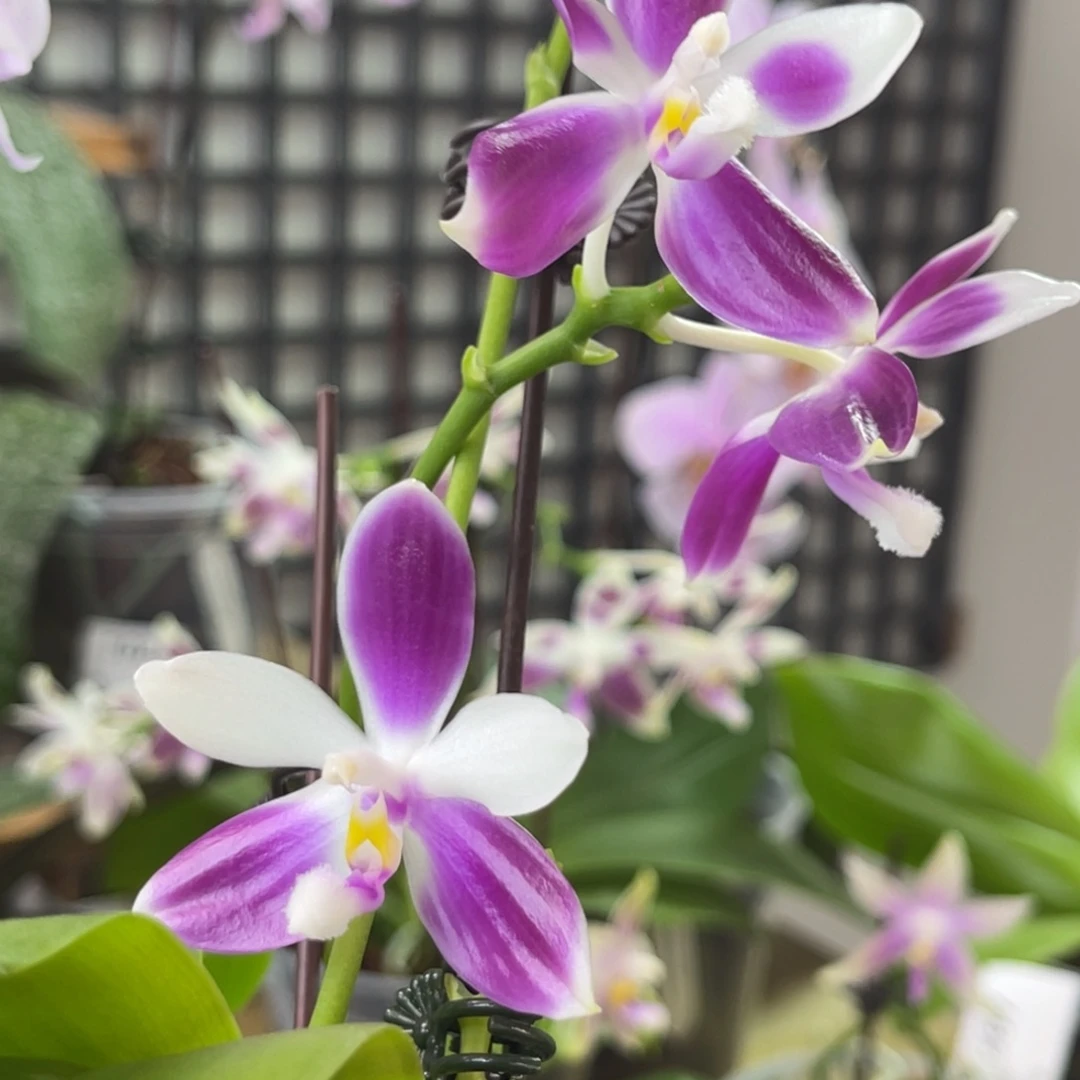 完全开放SWR雨点-1083