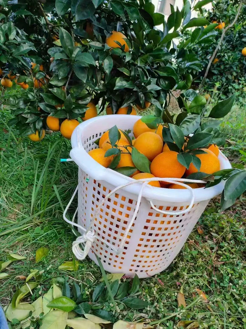 江西赣州赣南脐橙新鲜现摘当季水果皮薄多汁香甜可口