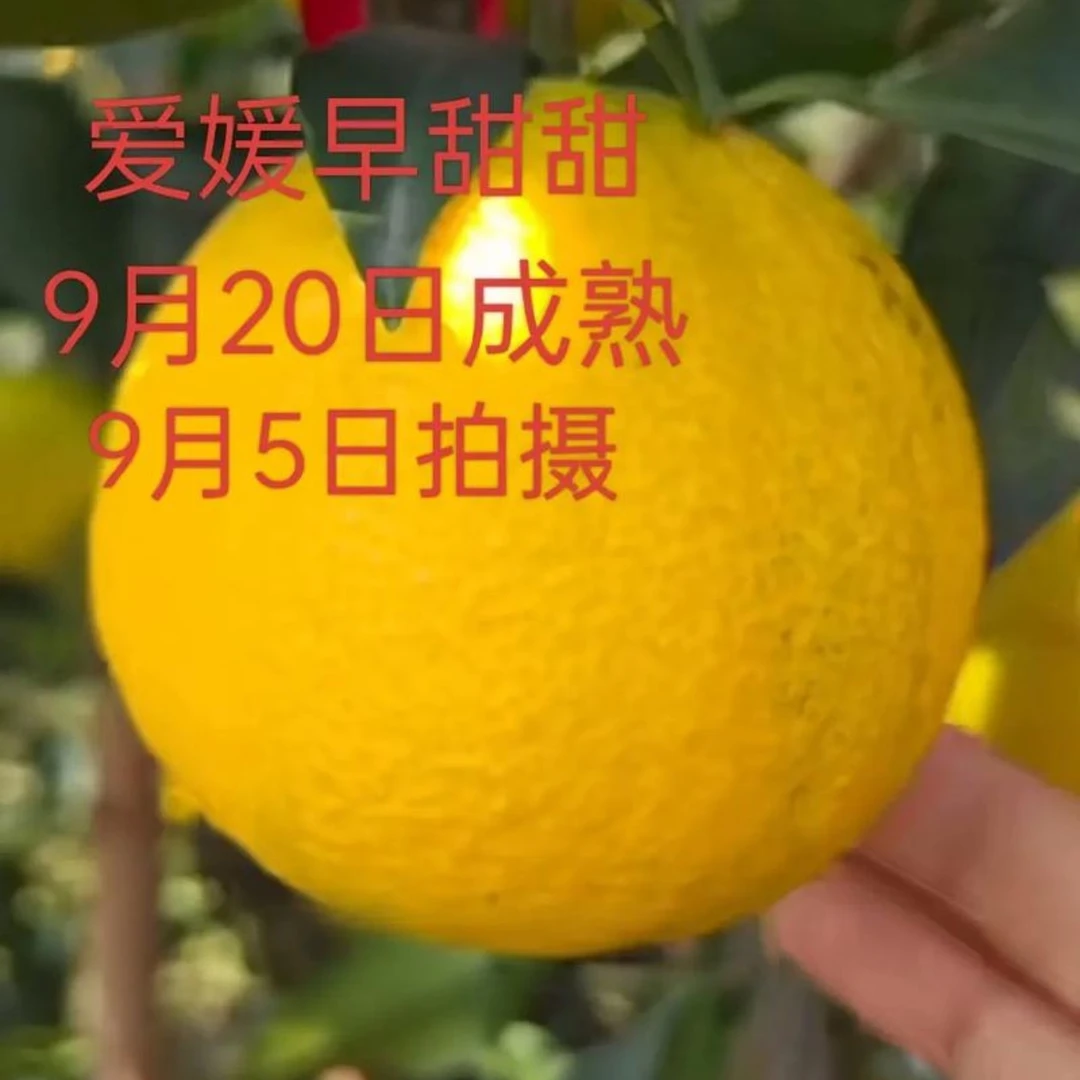 黑金爱媛，早甜甜早熟红美人.东洋之光.黄金甲.啊密达.大叶沃柑.