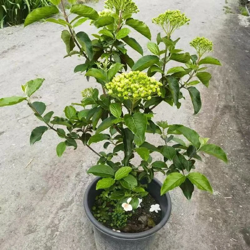 中华木绣球大花斗球一物一拍