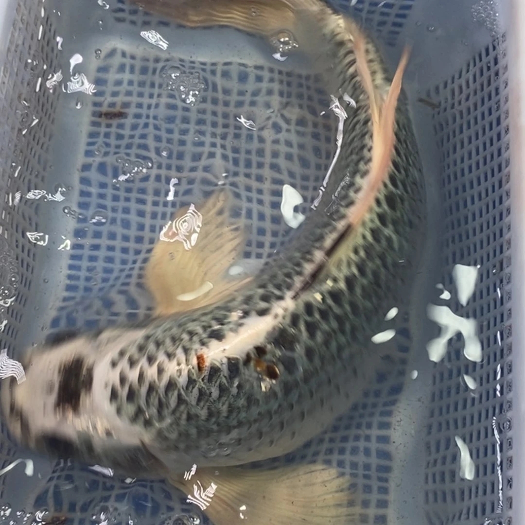 锦鲤冷水锦鲤包邮
