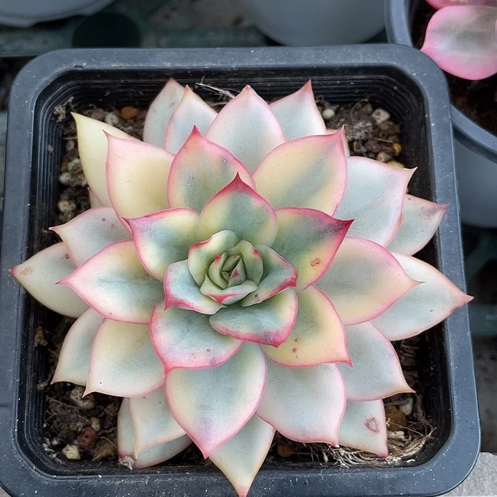 月亮仙子锦一物一拍