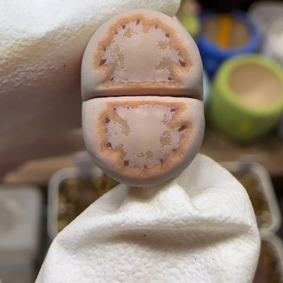 12.28. 216饼干. 9040无人福利