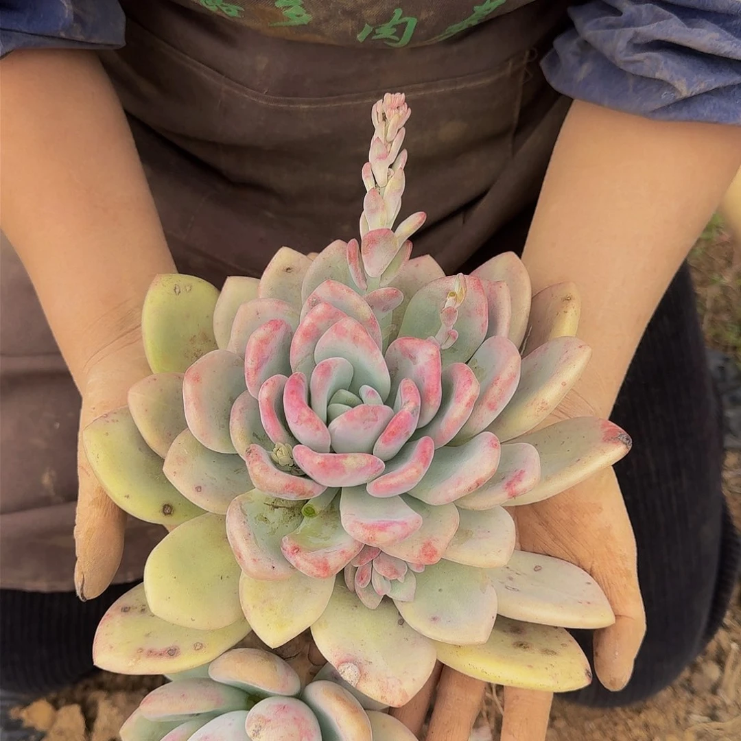 奥普 一颗 不包损