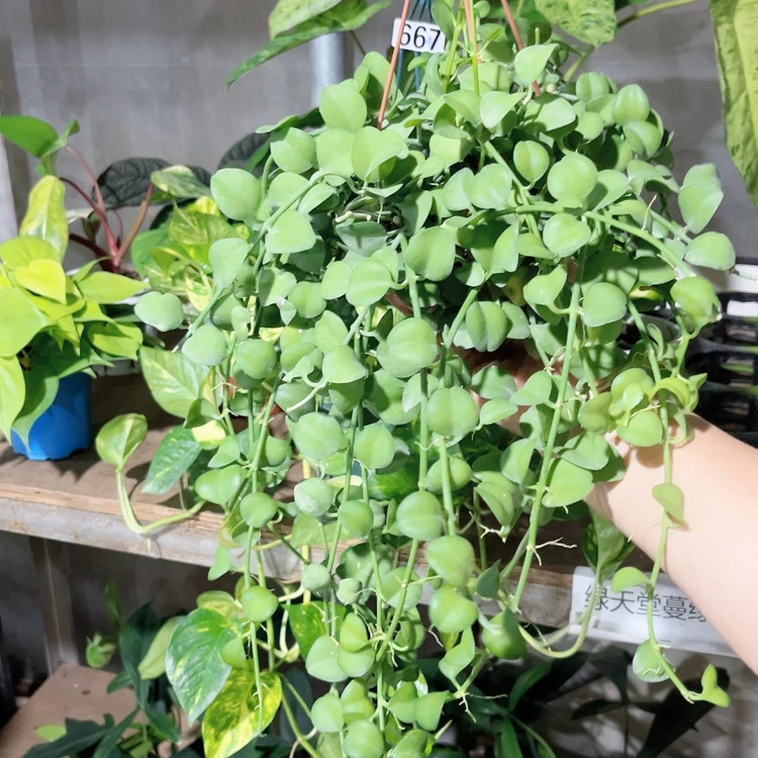 完全开放310 青苹果吊兰