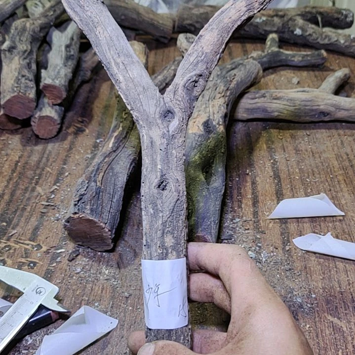 志***。火琉璃原杈不保沉水慎拍！