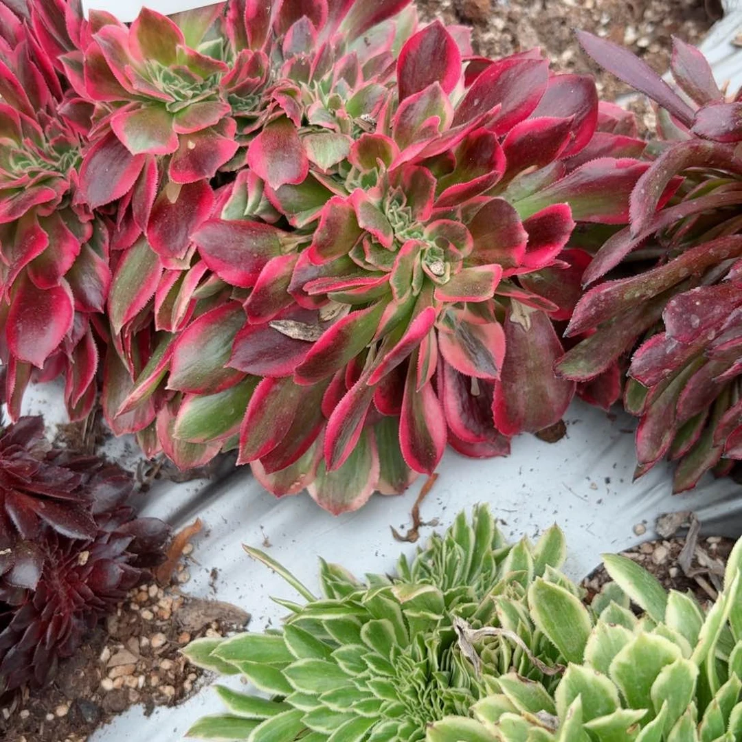 我8112 号多肉法师特价