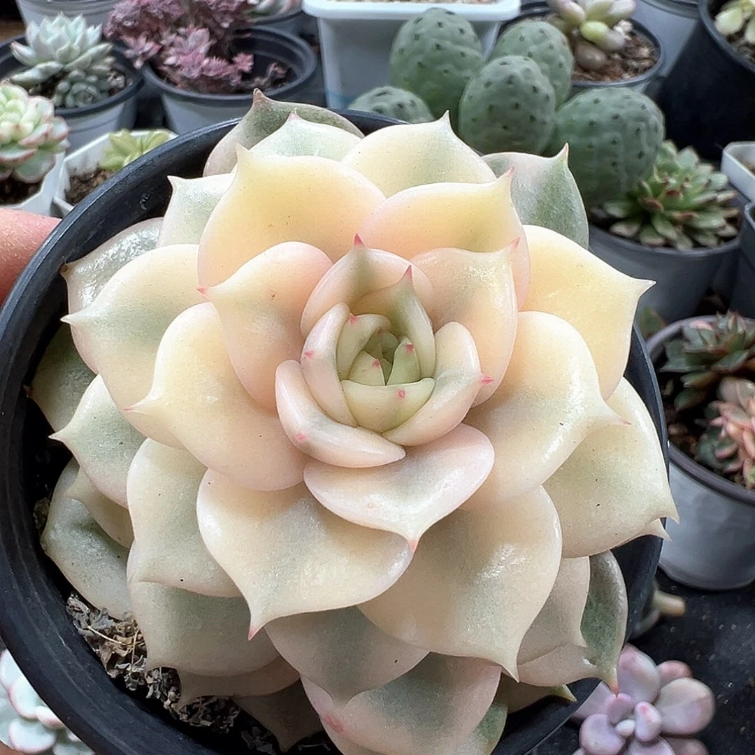 贝加尔湖锦小方花圃一物一拍