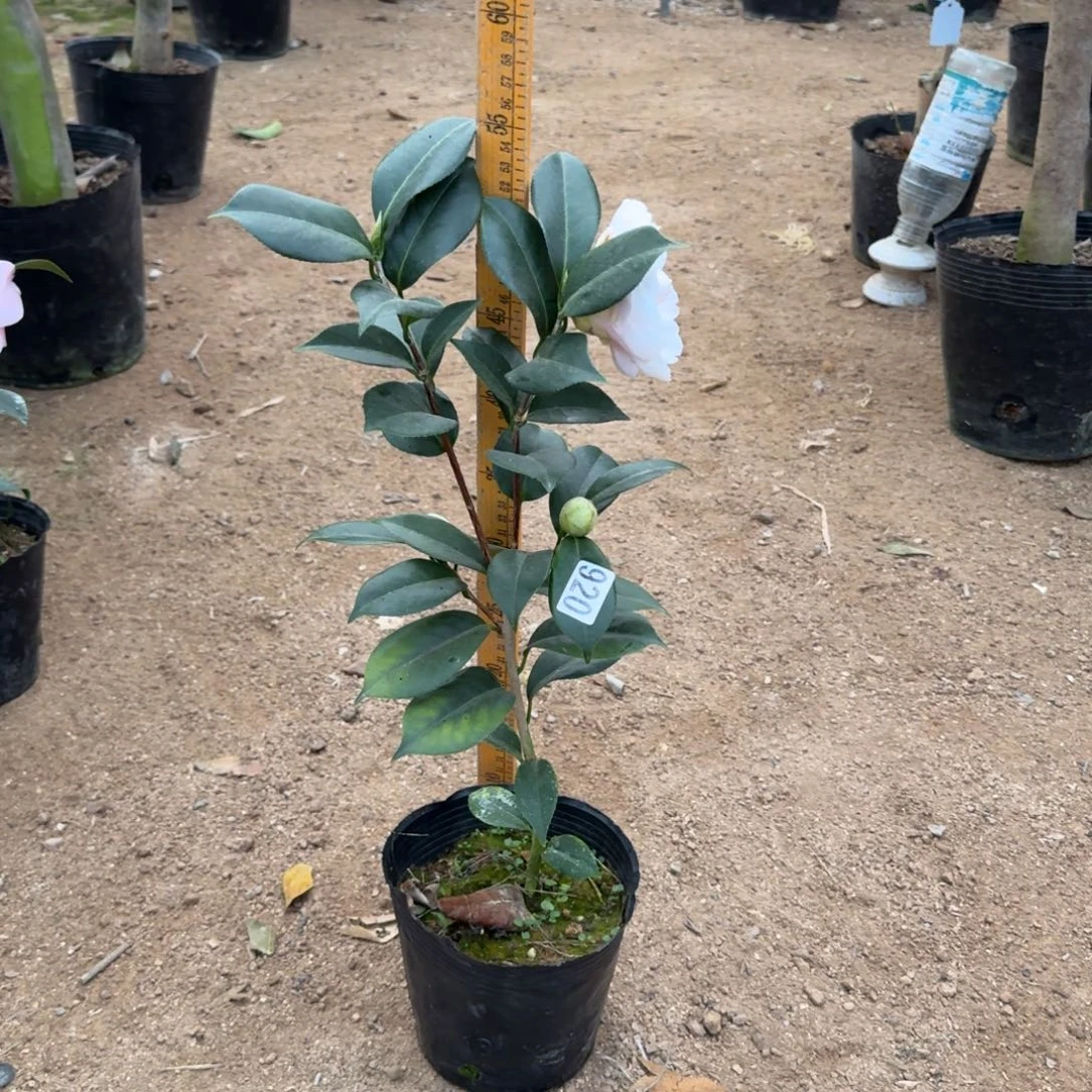 少量花朵（建议范围：2朵-5朵 或40%以下）920白乔伊