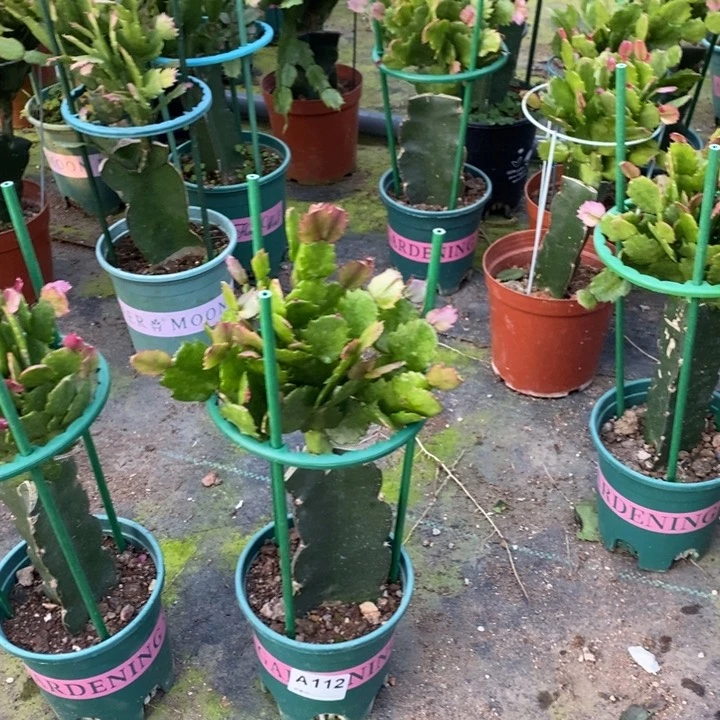 当前无花栽培后可以开花112嫁接037
