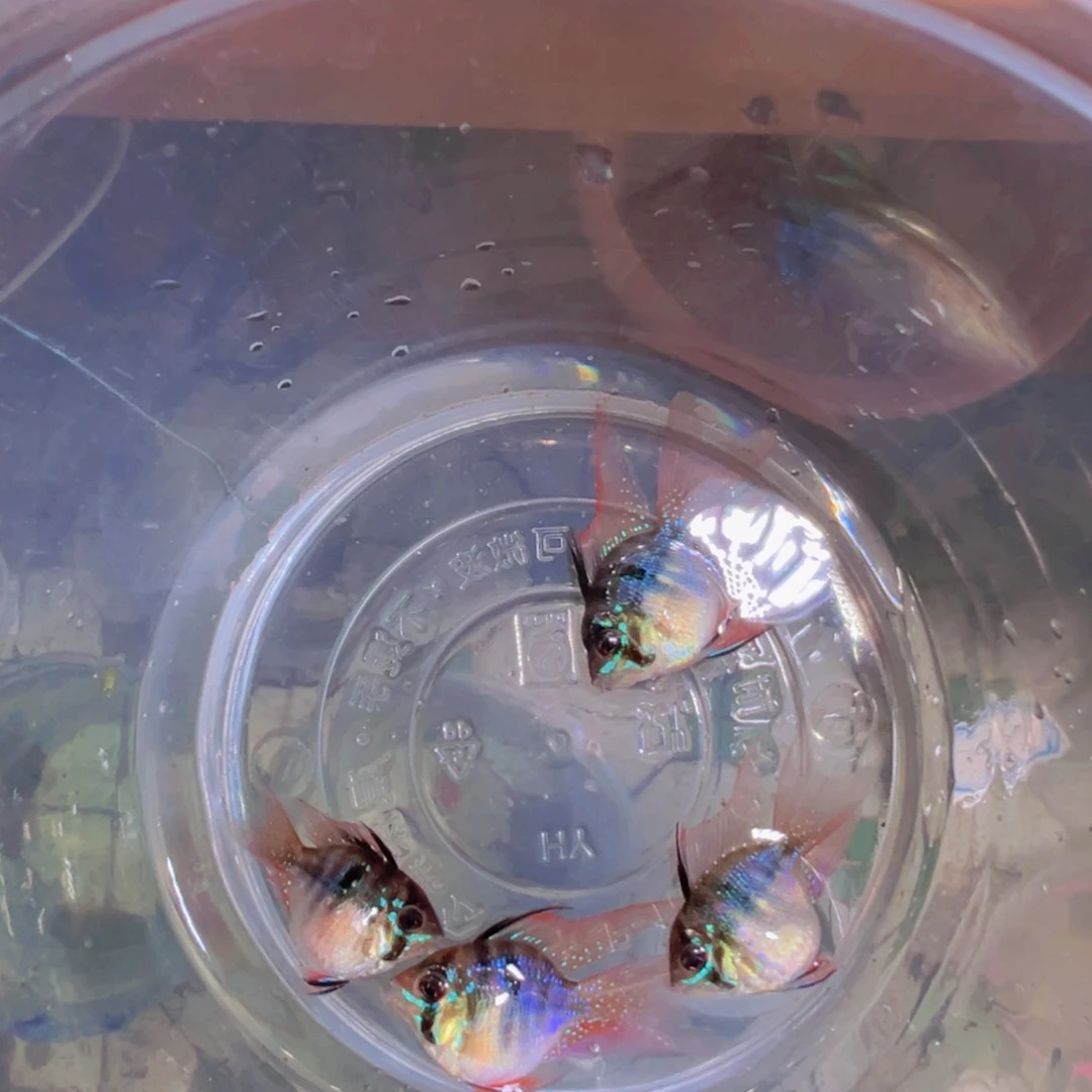 短鲷鱼荷兰凤两对