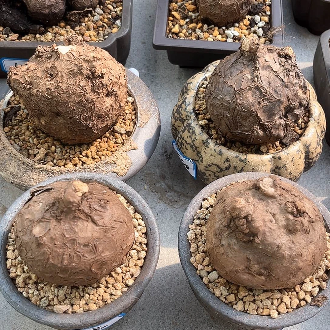 潮流植物精品一叶龟，可挑