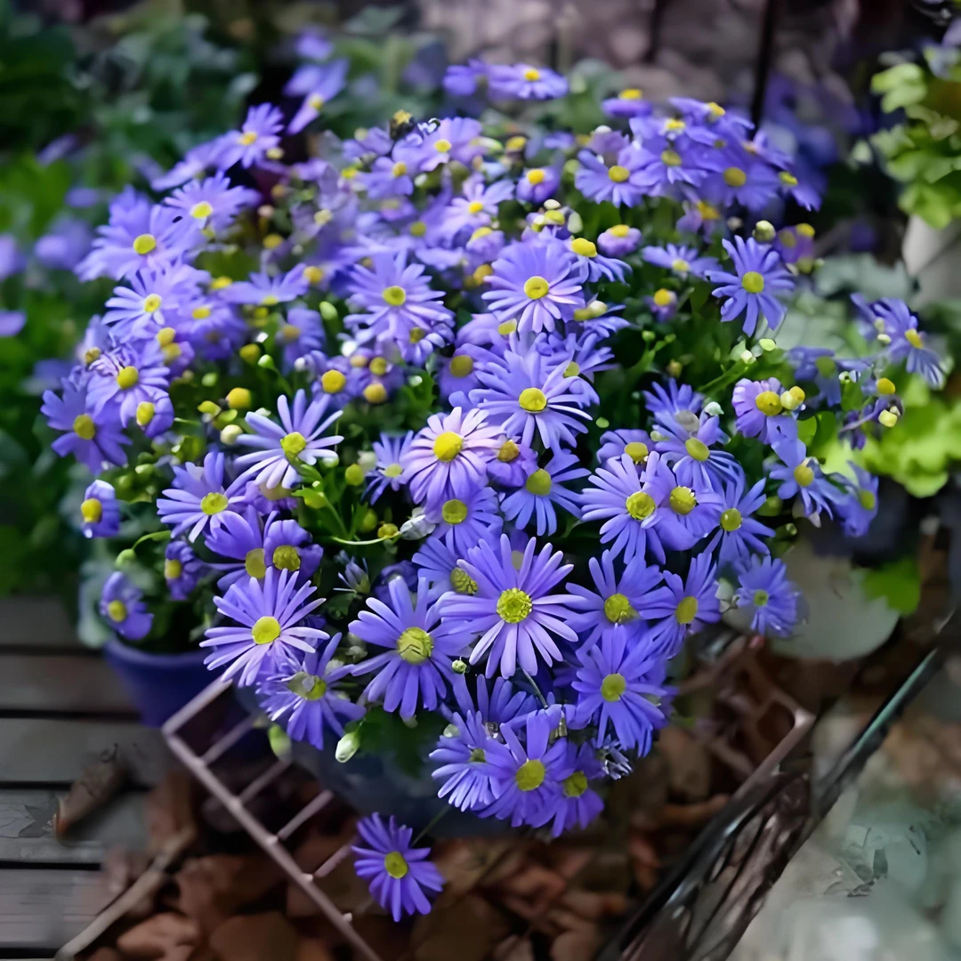 玛格丽特（蓝玛）盆载精品新苗