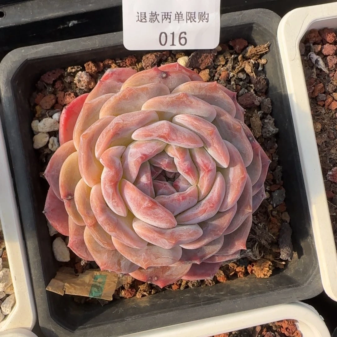 闪购精品多肉16号巧克力冰魄