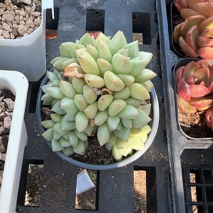 青蛙王子儿童牙膏111