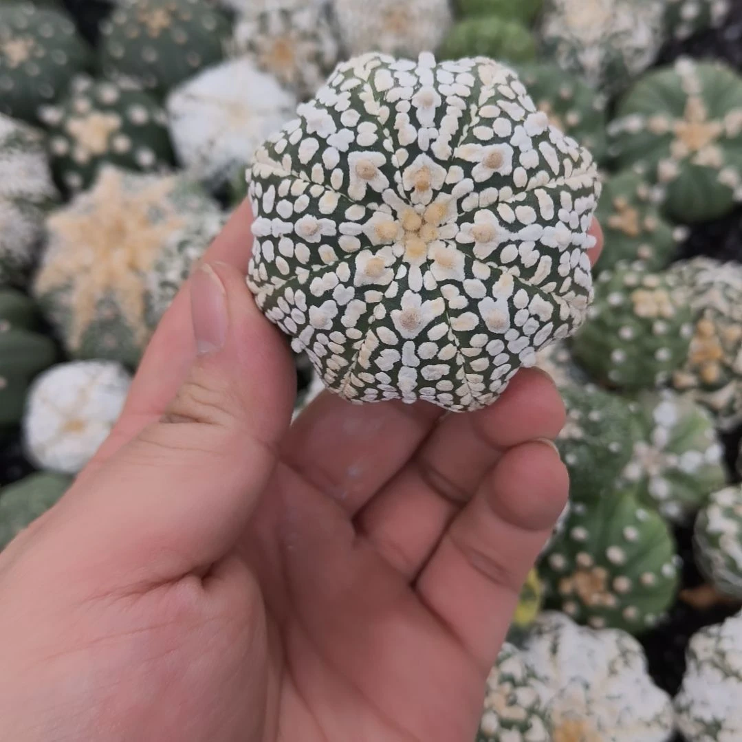 海星体宽连线海星V兜