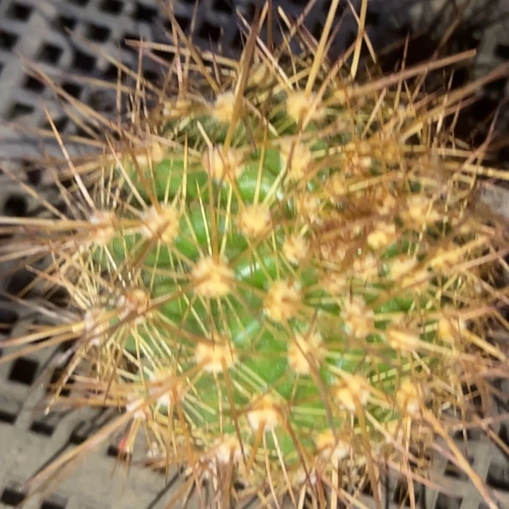 清清东6侧牙瑕疵黑点