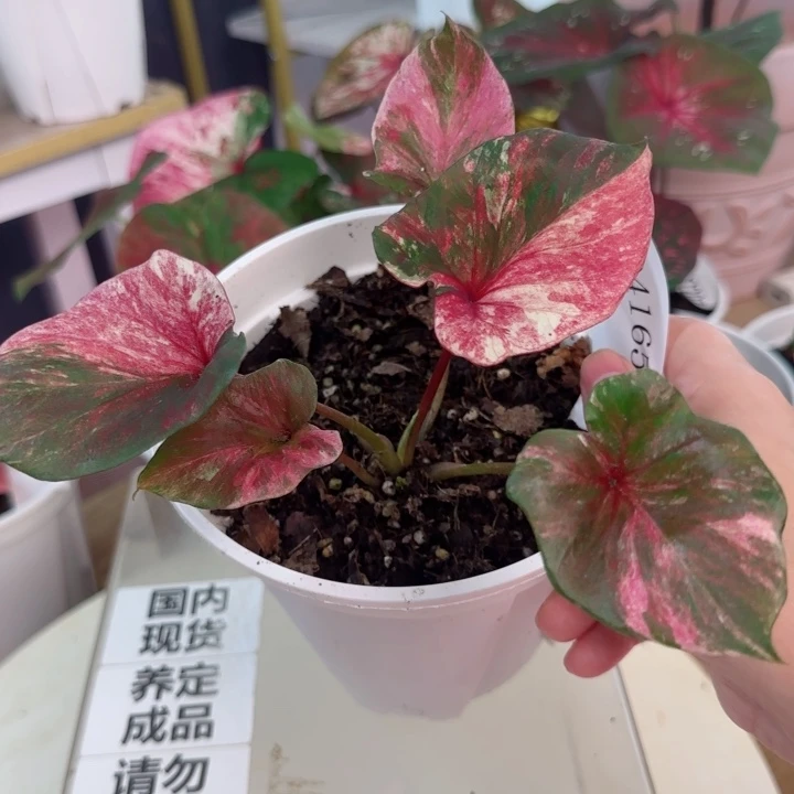 无花朵泰彩双鱼座Q4165