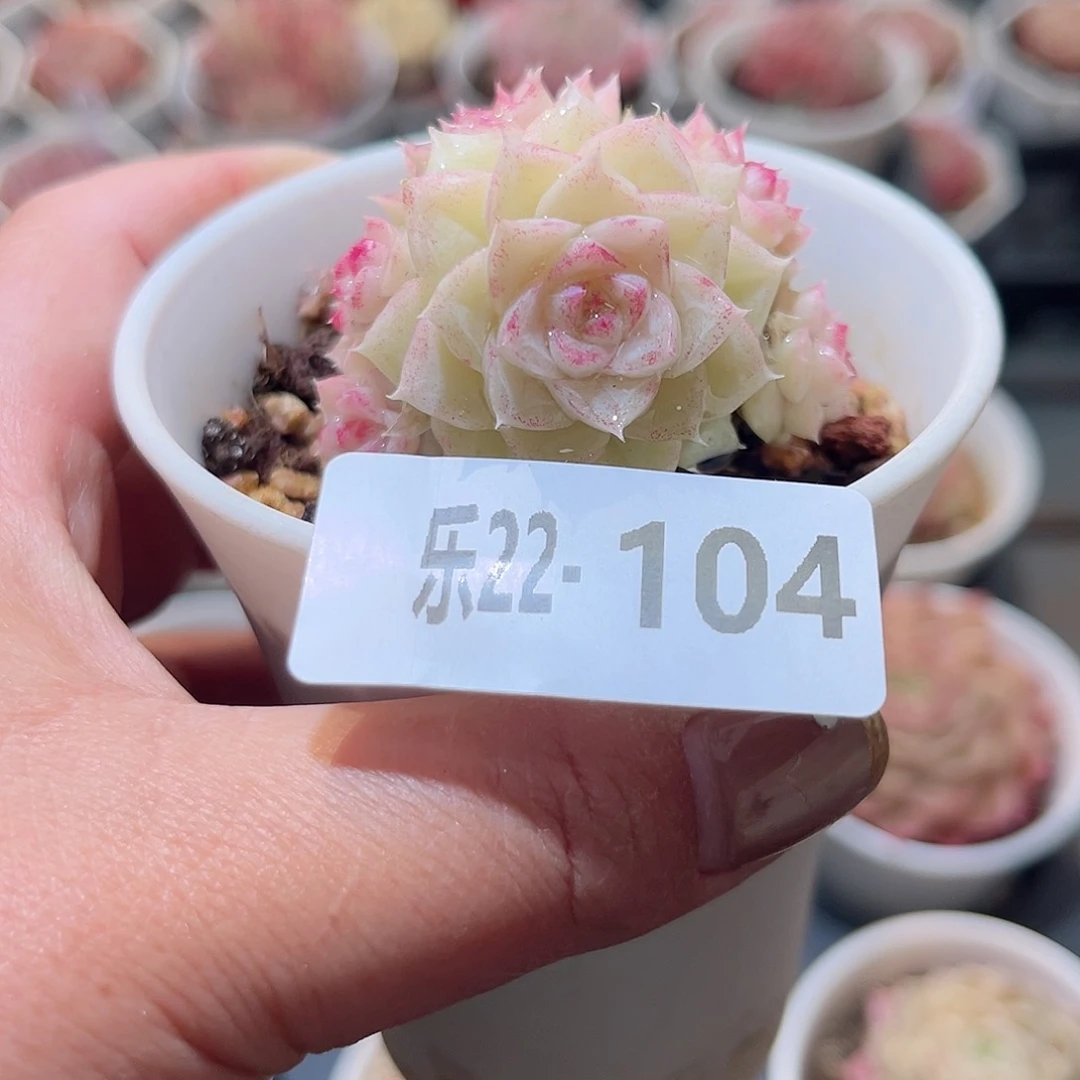 乐22-104 白天鹅不包整