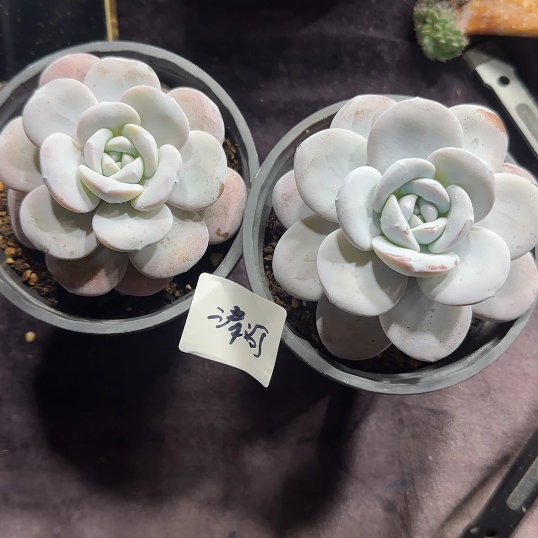 清***河两颗雪莲一物一拍